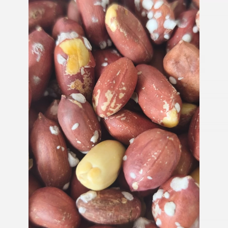 بادام زمینی آستان اشرفیه تازه